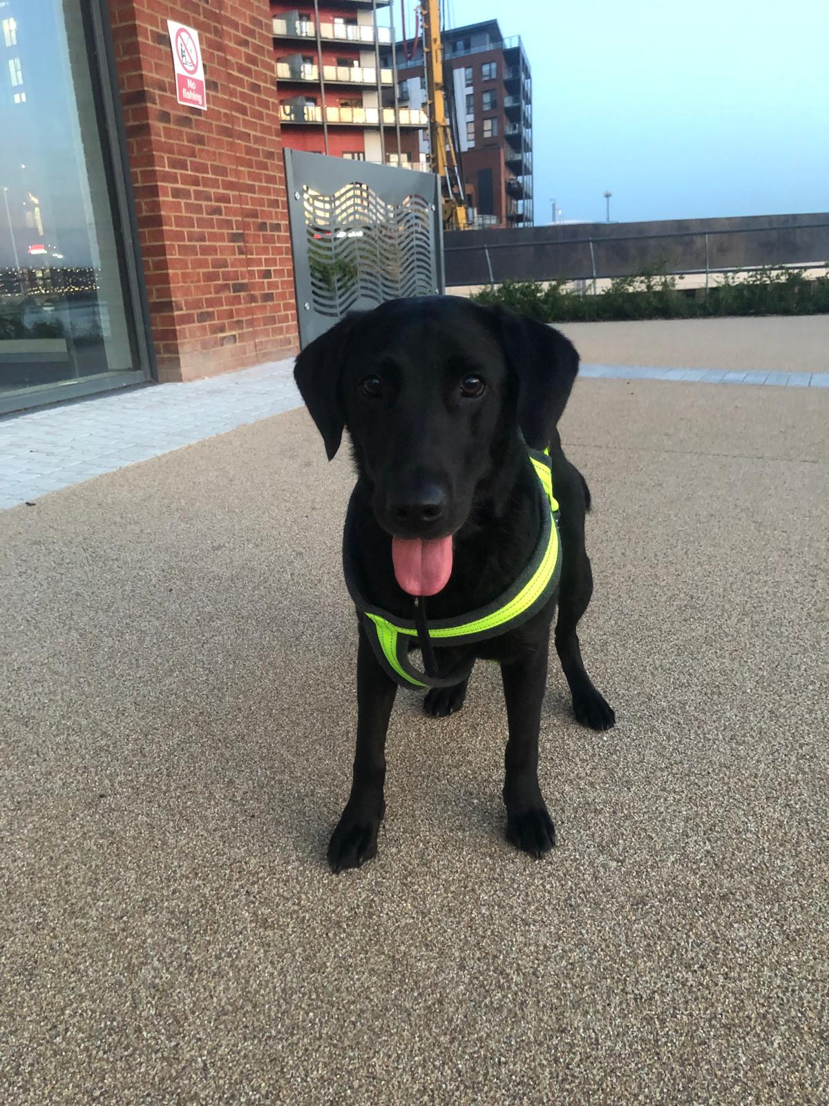 Poppy with her chocolate Labrador friend
