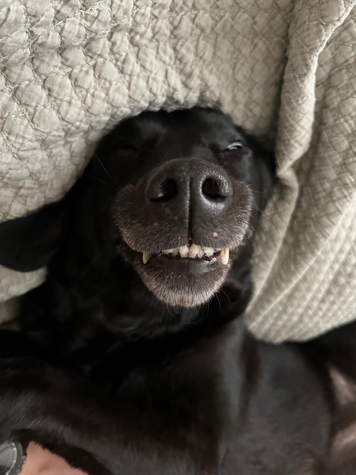 Poppy under a blanket showing her teeth