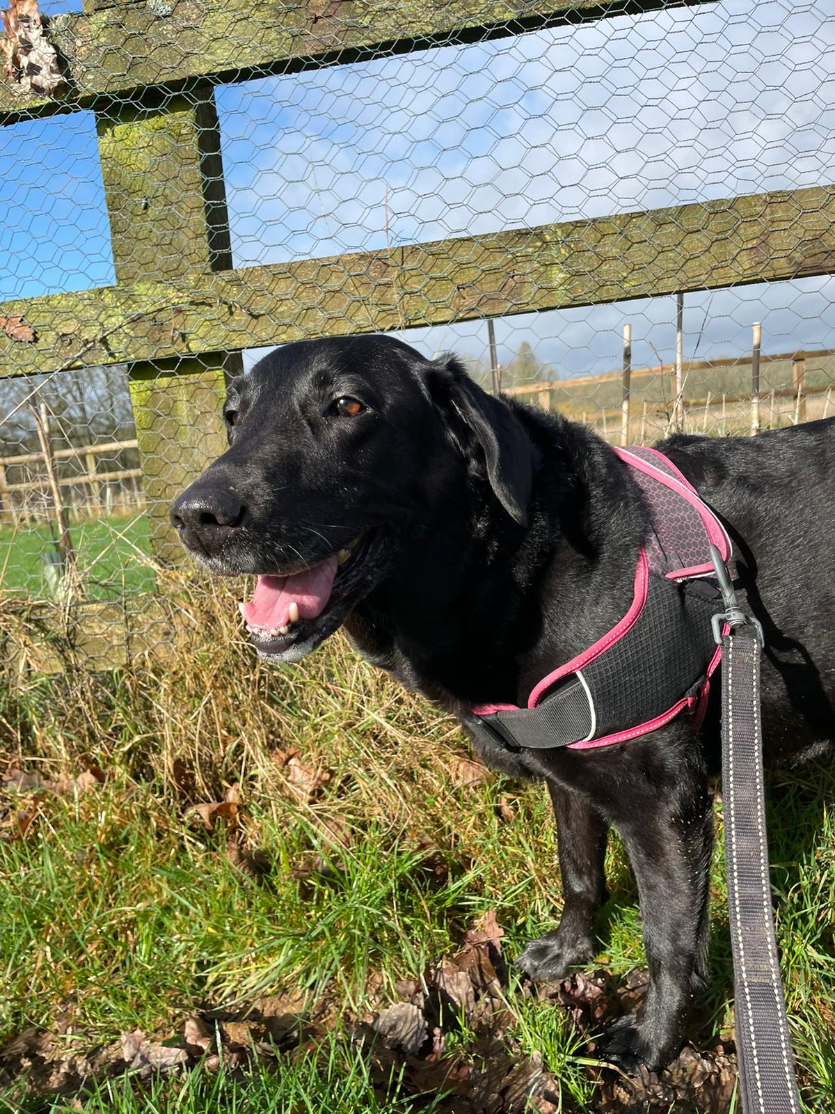 Best Dog Insurance UK 2026: Compared & Reviewed