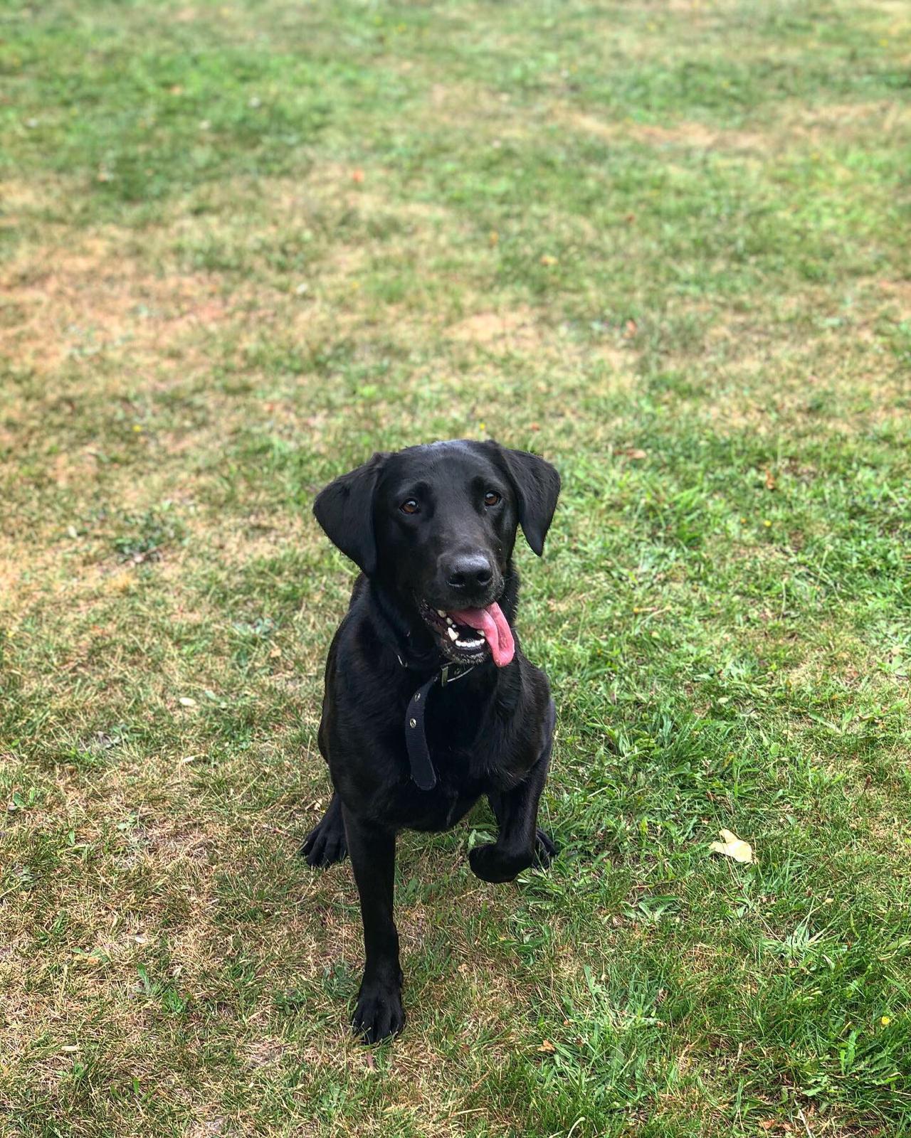 Poppy the black Labrador on grass with tongue out — the face behind My Mutt Life