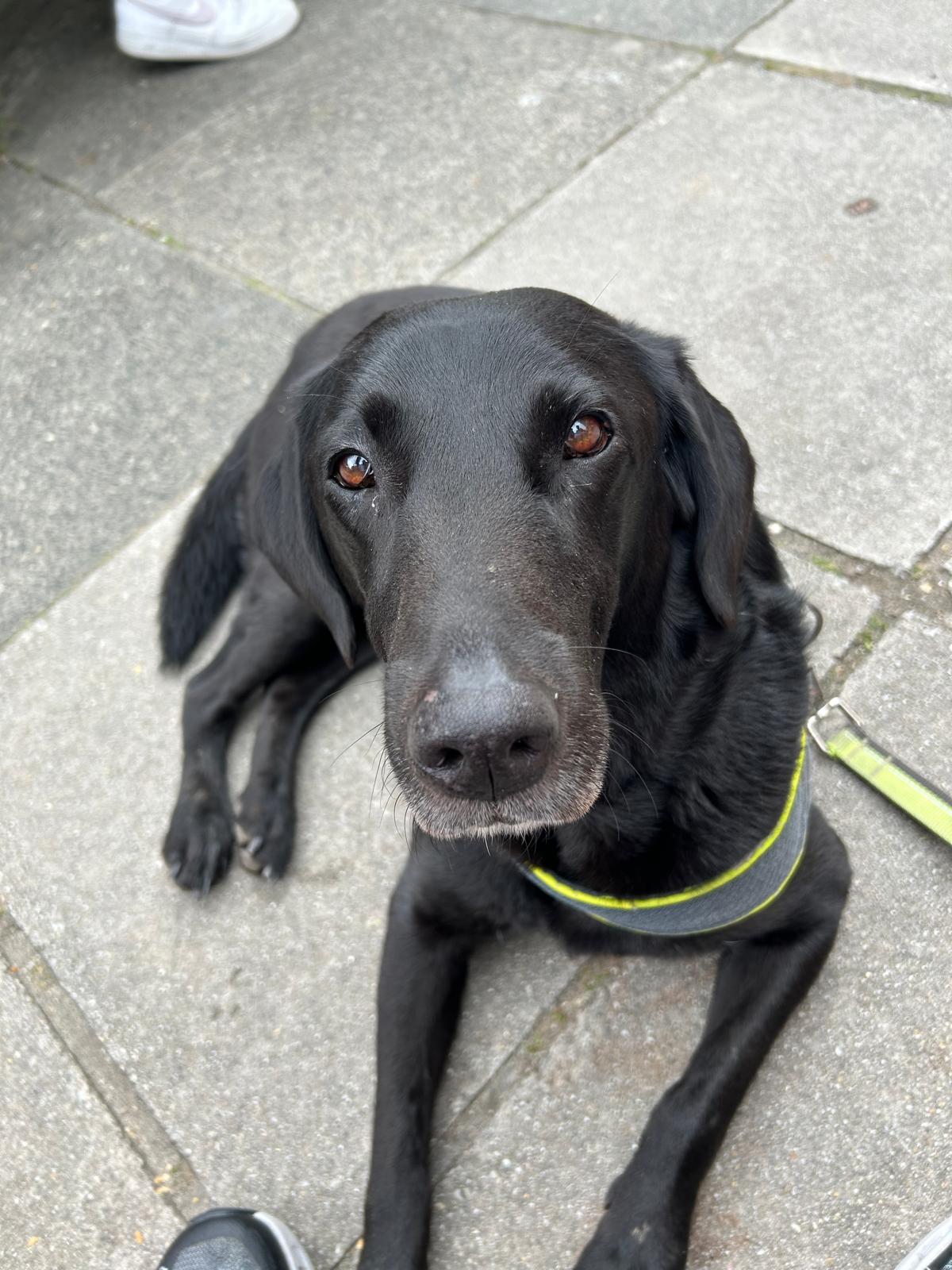Poppy relaxing on the pavement