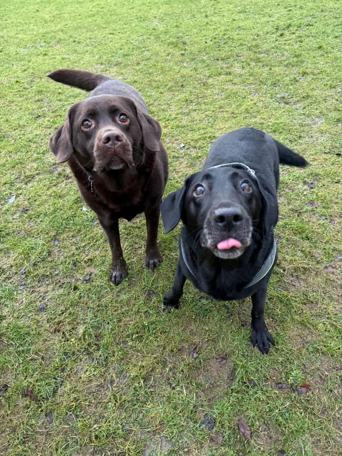 Best Dog Food for Labrador Retrievers UK 2026