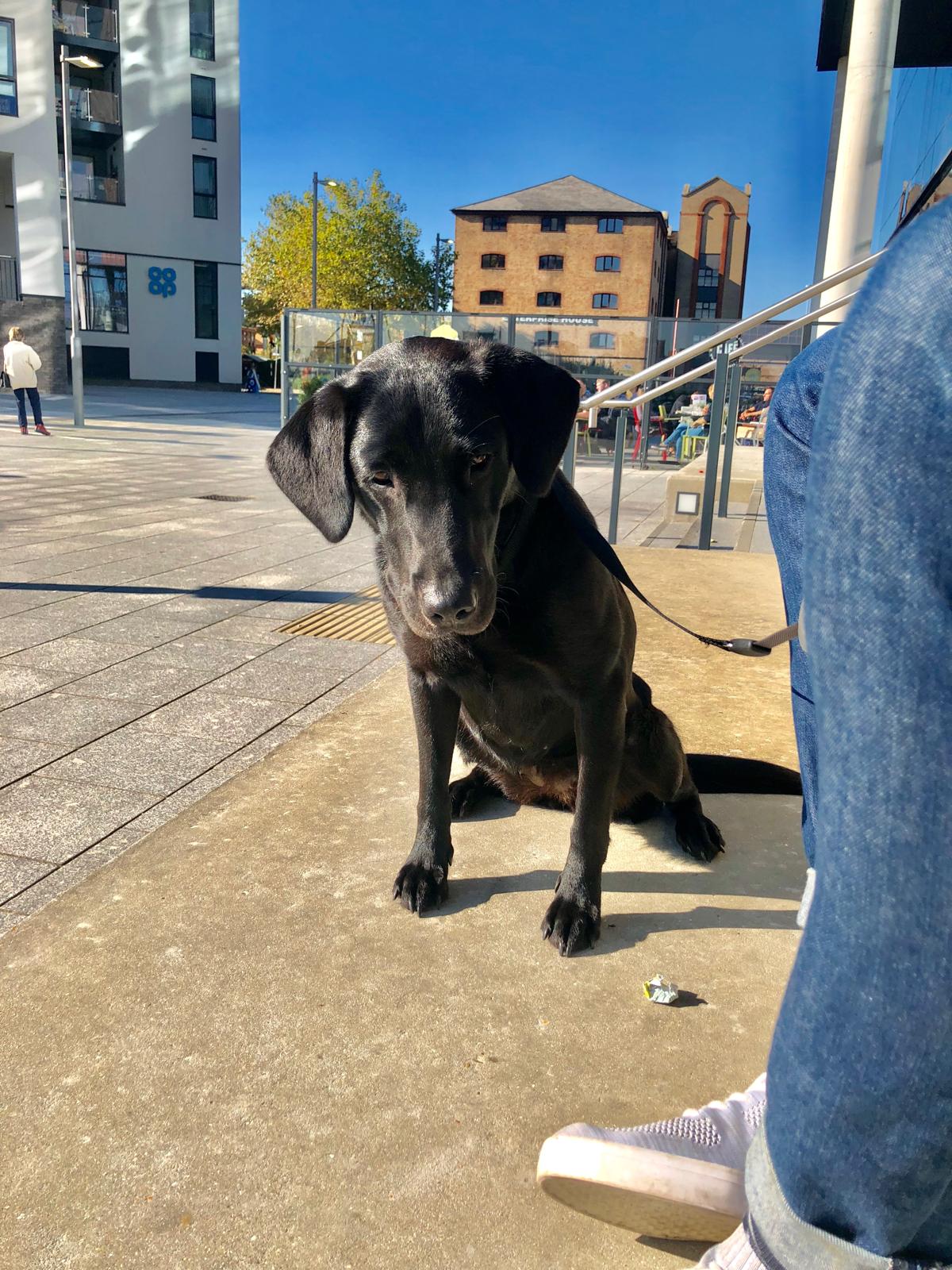 How to Keep Your Dog Calm During Fireworks: UK Guide