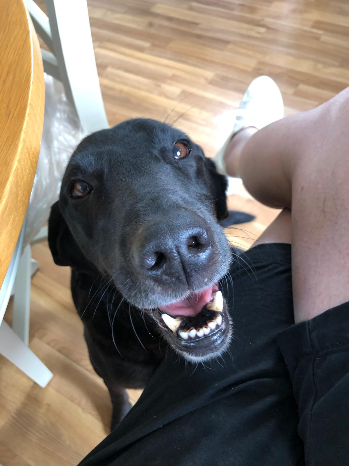 Poppy enjoying a sunny day in town