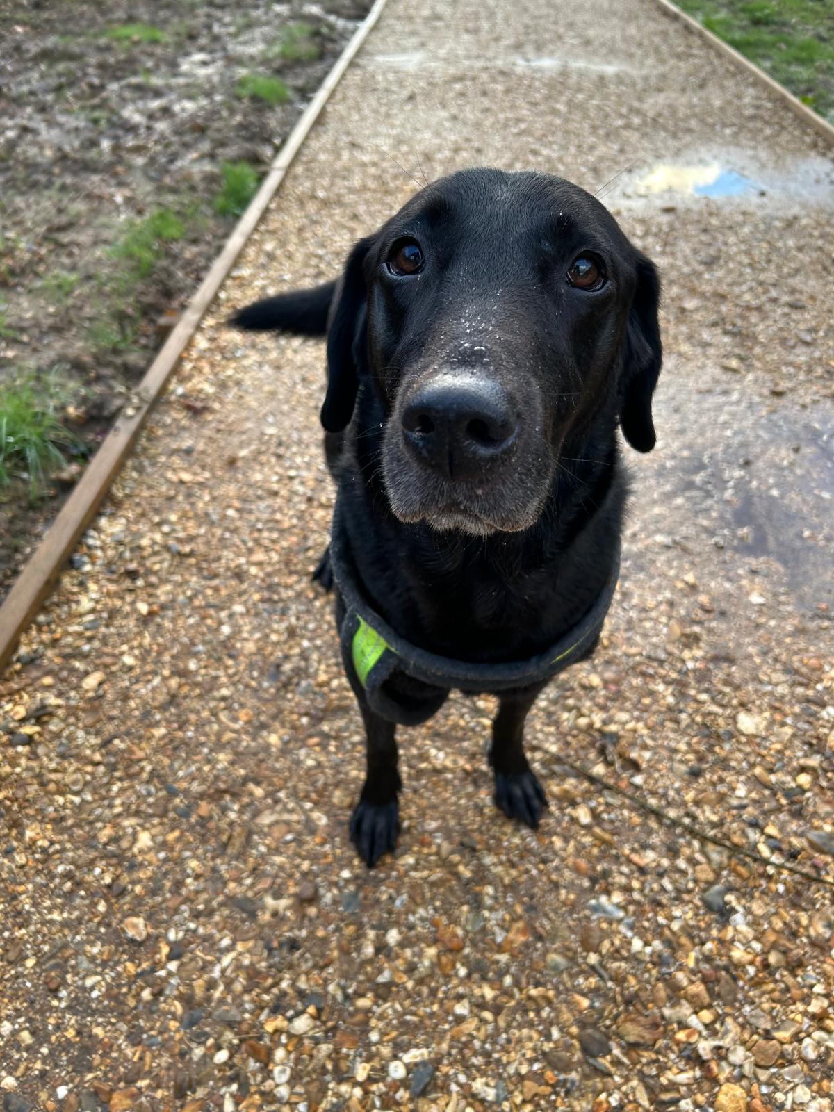 Dog Walking Essentials: The Complete UK Kit Guide